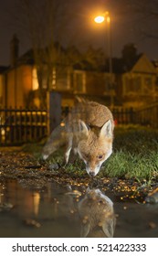 Urban Fox, Beside Collected Water Reflecting, London, UK.