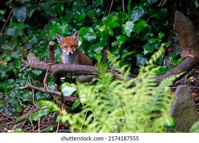 Urban Fox Cubs In A Garden