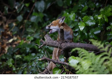 Urban Fox Cubs In A Garden