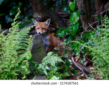 Urban Fox Cubs In A Garden