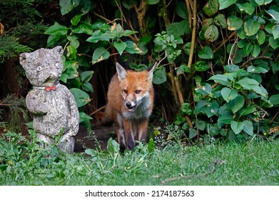 Urban Fox Cubs In A Garden