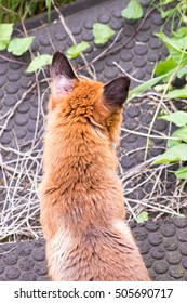 An Urban Fox Hunts On The West Coast Main Line Railway At West Kilburn In London.