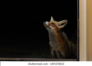 An urban fox prowling at nighttime.