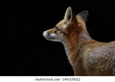 An Urban Fox Staring Into The Night.