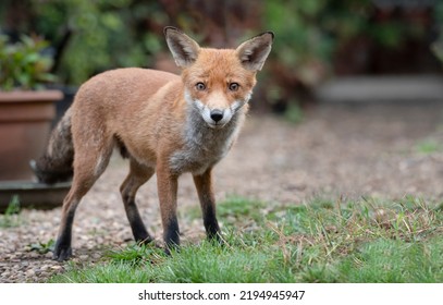 Urban Fox In The Summer