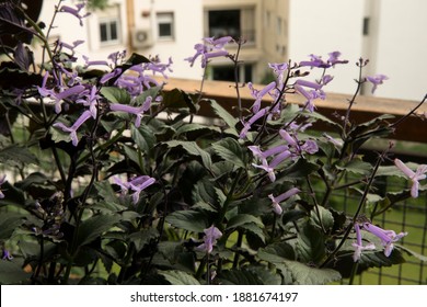 Urban Garden. Closeup View Of Plectranthus Mona Lavender Plant Green Leaves Foliage And Purple Tubular Flowers, Blooming In The Balcony.