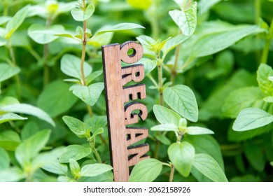 An Urban Garden Filled With Vibrant Green Oregano Herbs Growing In A Small Planter. There's A Wooden Marker With The Letters Oregano In The Plant Among The Lush Herbal Sprigs. The Plant Is A Season. 