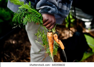 Urban Gardening