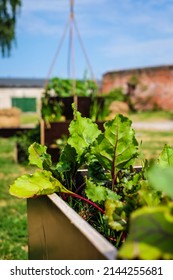 Urban Gardening - Community Garden In Center Of The City With Raised Beds. Urban Horticulture. Selective Focus