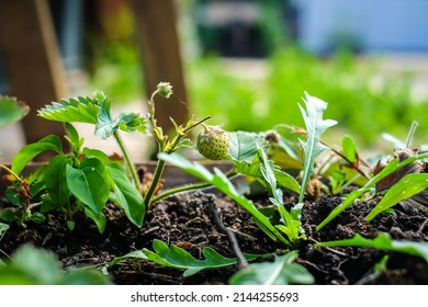 Urban Gardening - Community Garden In Center Of The City With Raised Beds. Urban Horticulture. Selective Focus