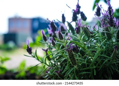 Urban Gardening - Community Garden In Center Of The City With Raised Beds. Urban Horticulture. Selective Focus