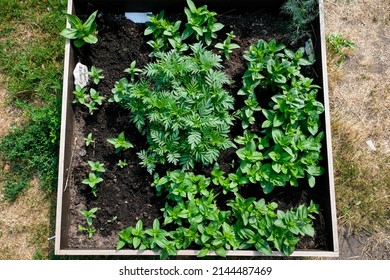 Urban Gardening - Community Garden In Center Of The City With Raised Beds. Urban Horticulture. Selective Focus