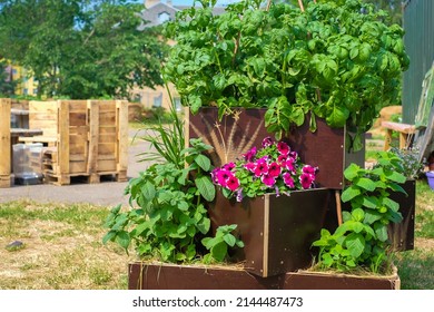 Urban Gardening - Community Garden In Center Of The City With Raised Beds. Urban Horticulture. Selective Focus