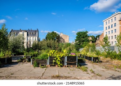 Urban Gardening - Community Garden In Center Of The City With Raised Beds. Urban Horticulture. Selective Focus