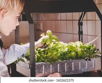 Urban Gardening And Urban Farming Start Growing With Hydroponics -kid Of Child Harvesting Fresh Home Grown Herbs And Greens