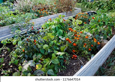 Urban Gardening With Raised Beds