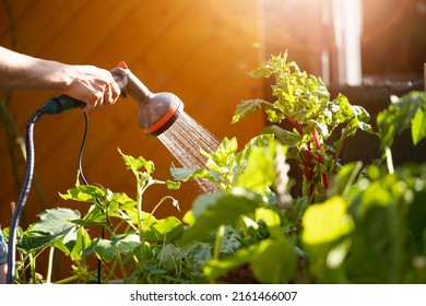 Urban gardening: Watering fresh vegetables and herbs on fruitful soil in the own garden, raised bed. - Shutterstock ID 2161466007