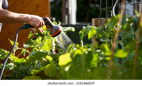 Urban gardening: Watering fresh vegetables and herbs on fruitful soil in the own garden, raised bed. - Shutterstock ID 2161466019