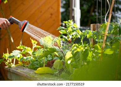 Urban gardening: Watering fresh vegetables and herbs on fruitful soil in the own garden, raised bed. - Shutterstock ID 2177150519