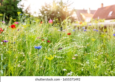 Urban gardening with a wildflower meadow in the own garden, insect and wildlife animal protection - Powered by Shutterstock