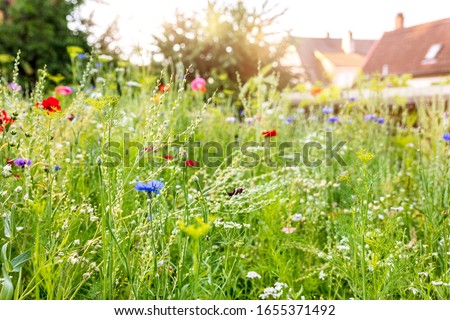 Urban gardening with a wildflower meadow in the own garden, insect and wildlife animal protection