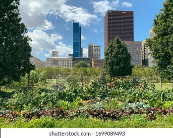 Urban Gardens In Downtown Chicago