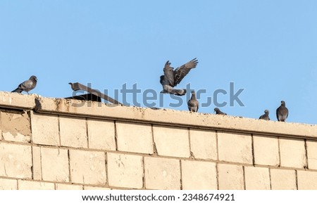 urban gray pigeons on the roof basking in the sun