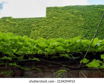 Urban Green Area With Plants Growing Looking Wild In The Citycenter Of Berlin