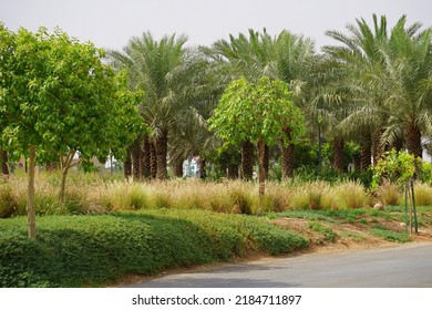 Urban Green Spaces Created Under The Green Riyadh Initiative. Riyadh, Saudi Arabia 