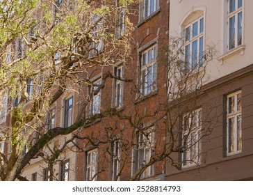 Urban greenery. Front of a colored building. Exploring the city vibe. Tree canopy in sunlight. Background with white window frames. - Powered by Shutterstock