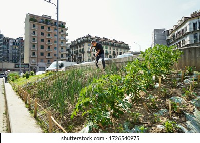 Urban Horticulture - Community Garden In Central Square Of The City. Turin, Italy - May, 2020