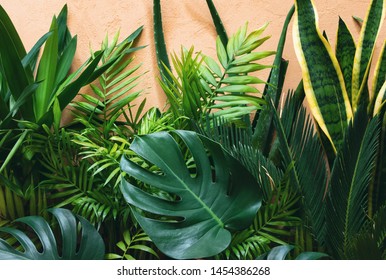 Urban jungle concept,potted tropical plants against summer sunshine textured wall, front view on a small secret home garden