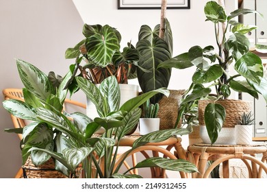 Urban jungle. Different tropical houseplants like Philodendron or Chinese Evergreen in basket flower pots on wooden tables - Shutterstock ID 2149312455
