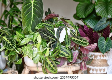 Urban jungle. Different tropical houseplants like Pothos, Philodendron or Maranta plants in flower pots in living room - Powered by Shutterstock