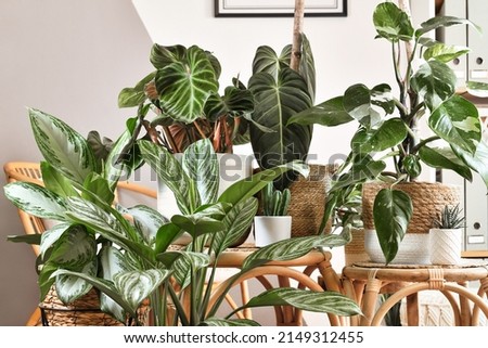 Urban jungle. Different tropical houseplants like Philodendron or Chinese Evergreen in basket flower pots on wooden tables