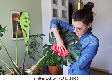 Urban jungle, indoor potted plants, woman caring for monstera leaves. Female cleans dust from leaves with rag and water. Home gardening, houseplant, hobby and leisure - Powered by Shutterstock