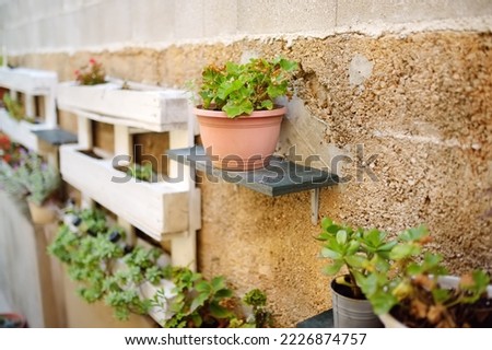 Urban landscape design on the street of mediterranean town. Decorative plants on the wall in yard of the house in Dubrovnik, Croatia. Urban landscaping.