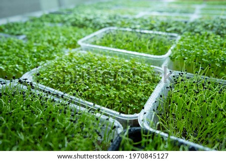 Urban microgreen farm. Eco-friendly small business. Baby leaves, phytolamp.