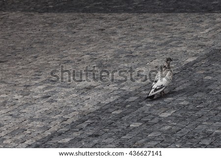 Similar – Image, Stock Photo street bird Animal Facade