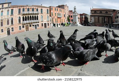 urban pigeons looking for crumbs to eat in the large square with very few people during the terrible lockdown in VENICE in Italy in Southern Europe