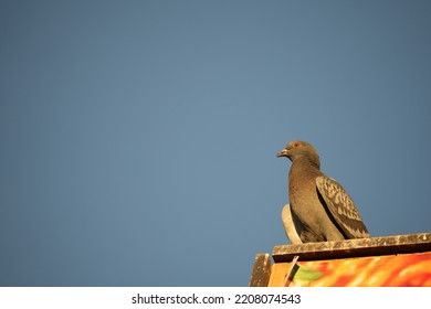 Urban Pigeons On Sunny Fall Evening