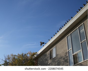 Urban Pigeons On Sunny Fall Evening