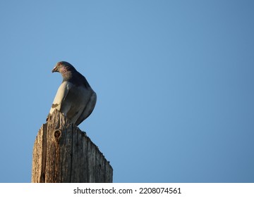 Urban Pigeons On Sunny Fall Evening