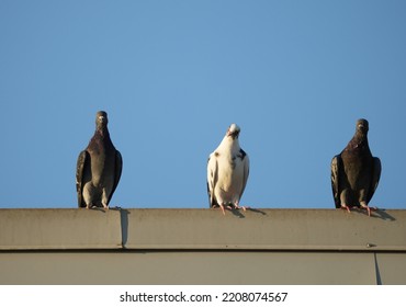 Urban Pigeons On Sunny Fall Evening