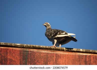 Urban Pigeons On Sunny Fall Evening