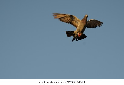 Urban Pigeons On Sunny Fall Evening