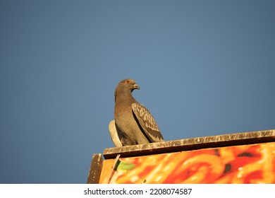 Urban Pigeons On Sunny Fall Evening