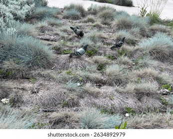 Urban Pigeons Walking Among Blue Fescue Grass in a Park. Natural Habitat Scene Featuring Birds on Blue Ornamental Grass Mounds, Ideal for Wildlife, Nature Photography, and Urban Ecology Themes.