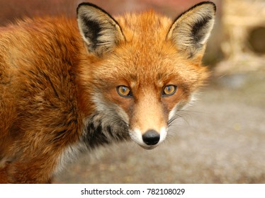 Urban Red Fox Found In UK