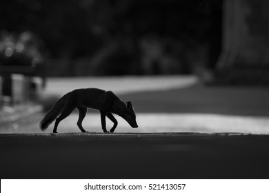 Silver fox urban